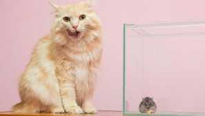 Kako zadržati mačko in hrčka v enem stanovanju